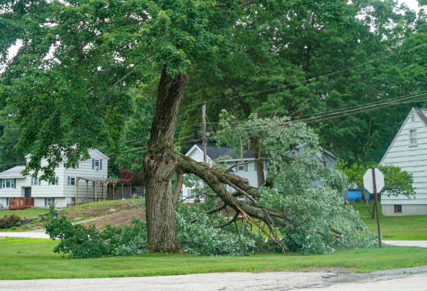 Best Residential Tree Removal  in Franklin, KY